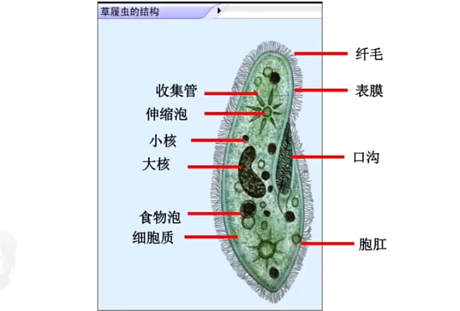 殺熟標記是什麼梗 lol小虎殺熟標記梗介紹