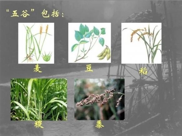 加拿大進口土豪米實則是中國失傳1000年的主食  老祖宗吃過